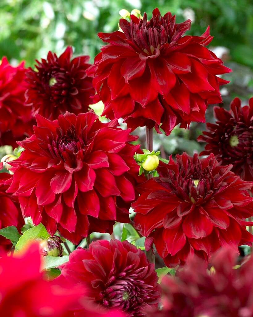 <i>Dahlia</i> 'Mingus Alex' (S-c)