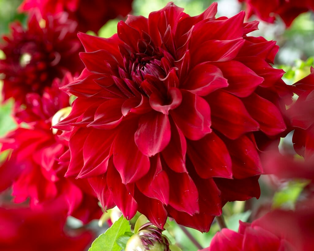 <i>Dahlia</i> 'Mingus Alex' (S-c)
