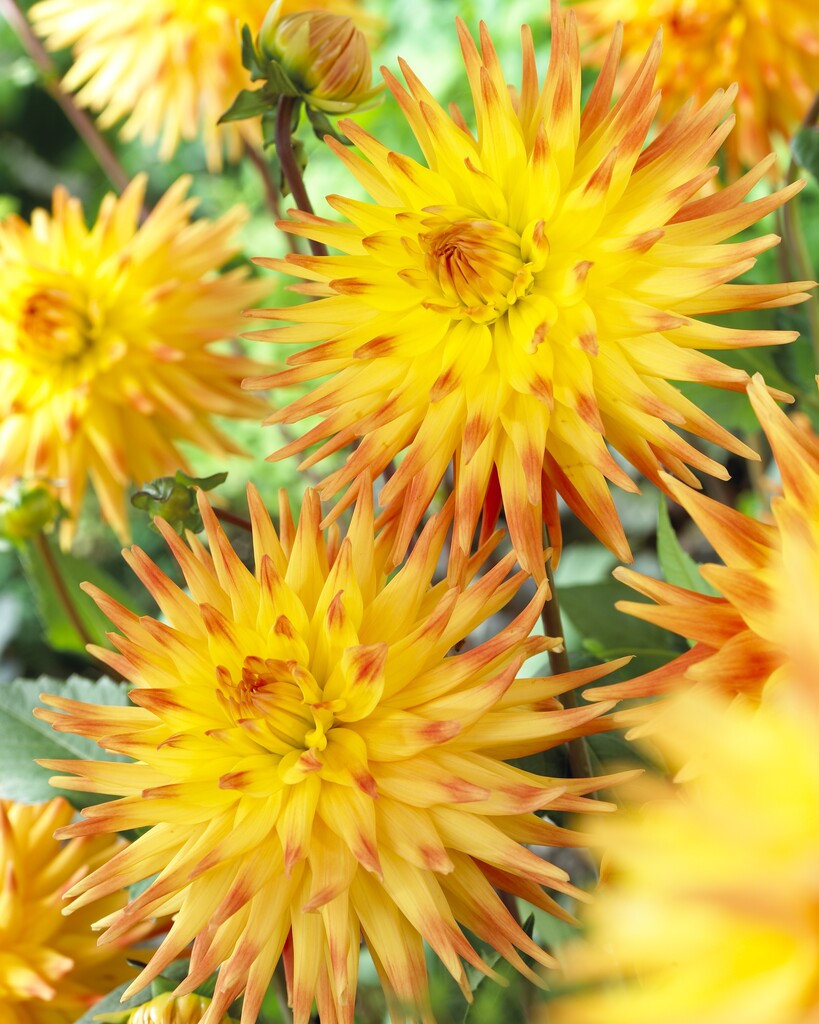 <i>Dahlia</i> 'Rising Sun' (S-c)