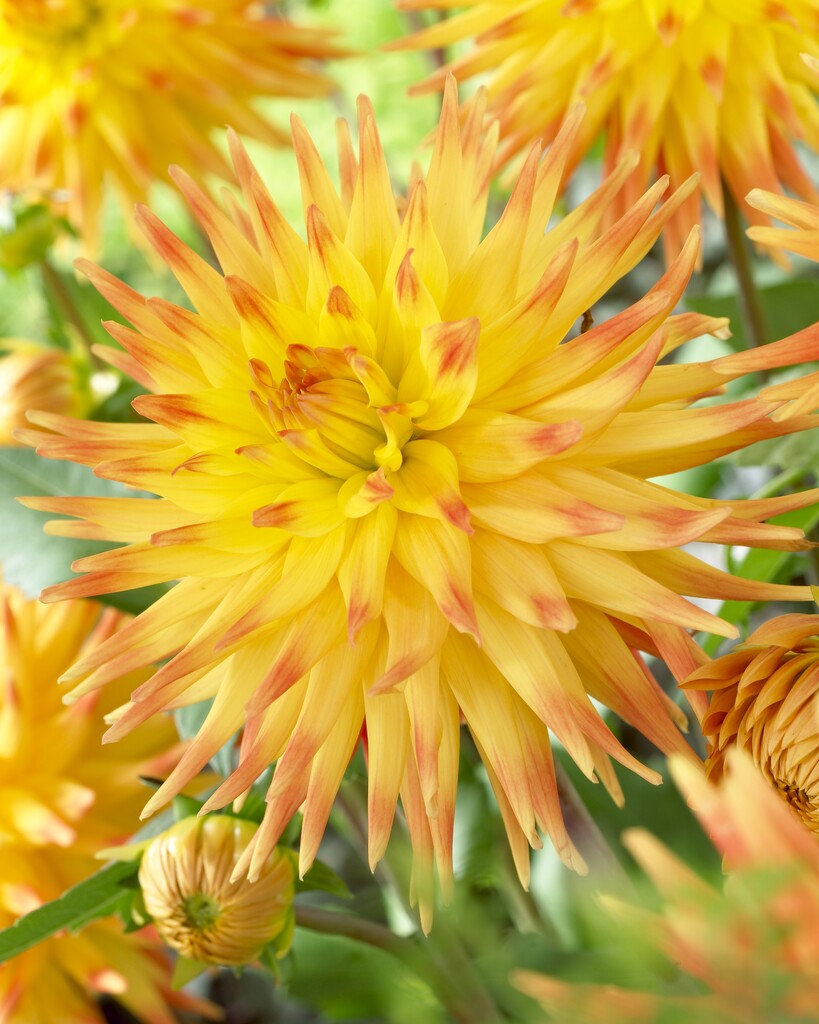 <i>Dahlia</i> 'Rising Sun' (S-c)