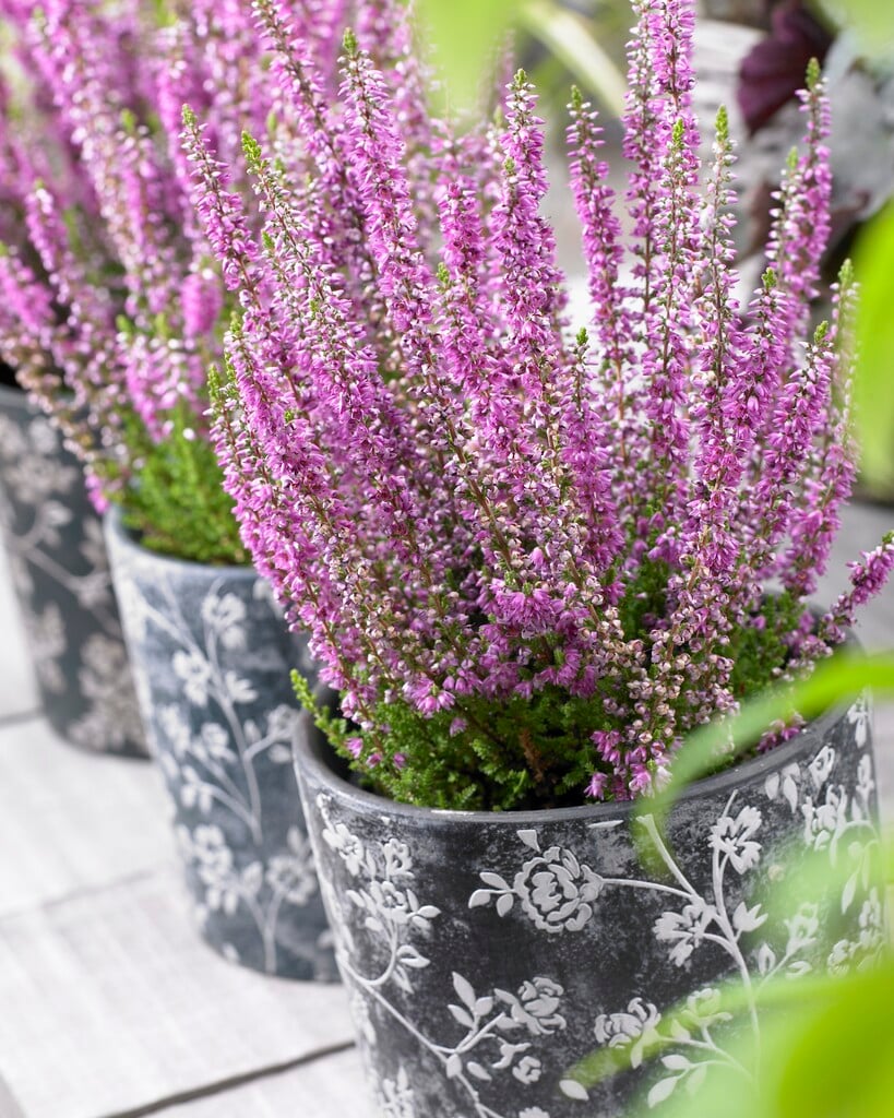heather 'Ellen'