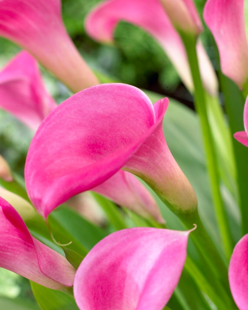 arum lily 'Garnet Glow'