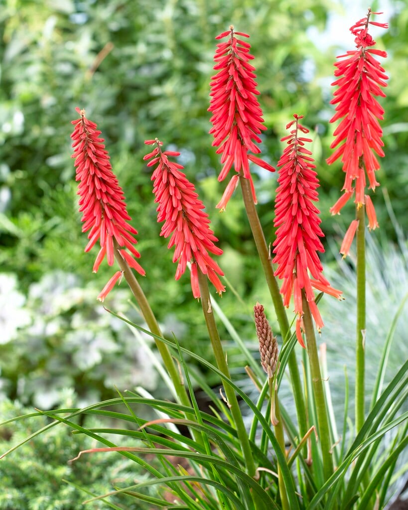 Kniphofia &Red Rocket&PBR | red-hot poker &Red Rocket& Herbaceous ...