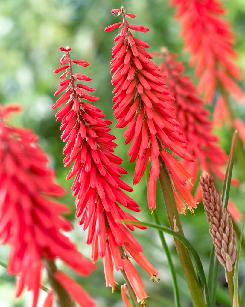 Kniphofia 'Red Rocket'PBR|red-hot poker 'Red Rocket'/RHS Gardening