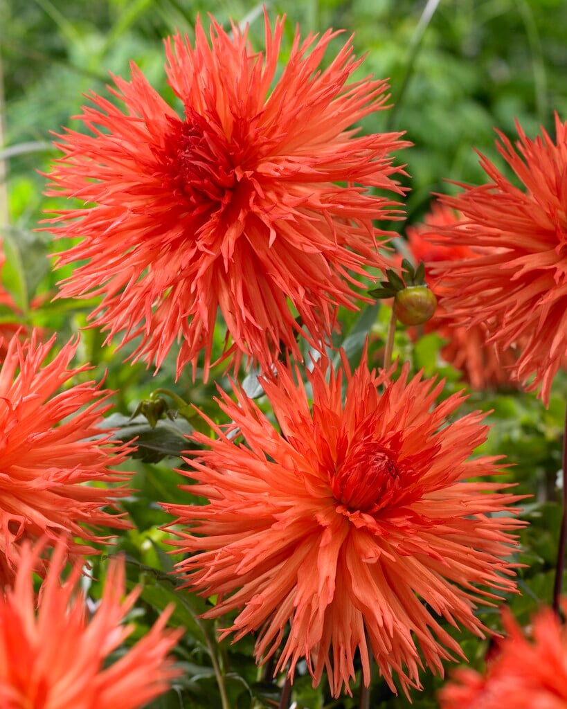 dahlia 'Mel's Orange Marmalade'