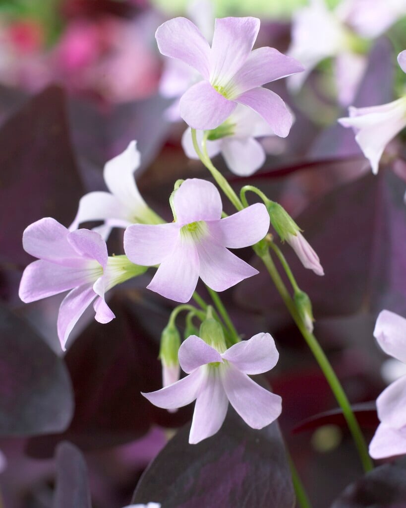 purpleleaf false shamrock