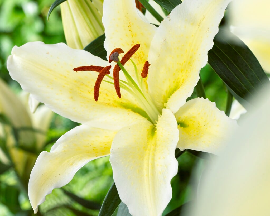 lily 'Chill Out'