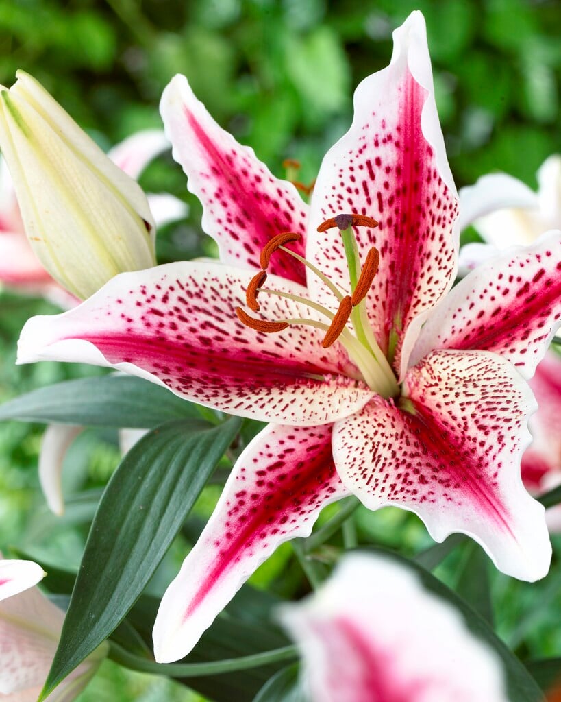 lily 'Tigerwoods'