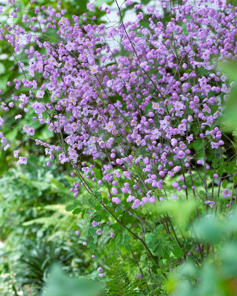 meadow rue 'Splendide'