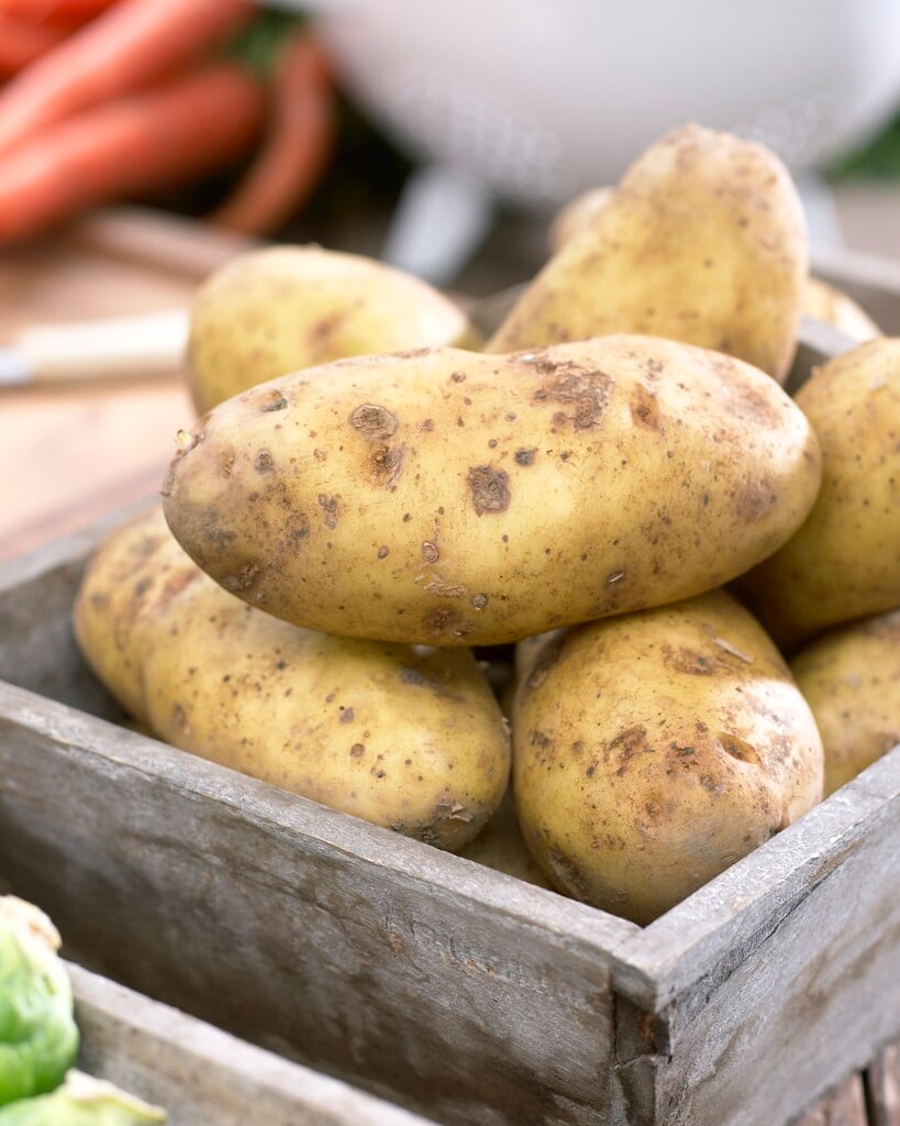 potato 'Sharpe's Express'