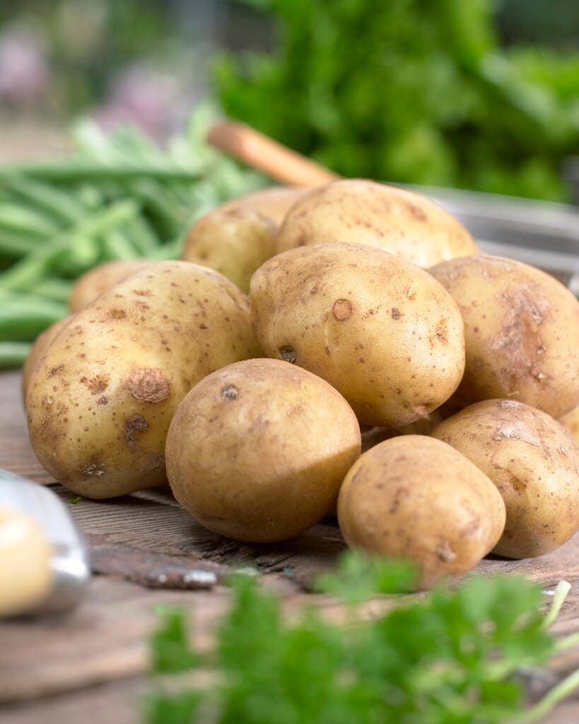 potato 'Home Guard'