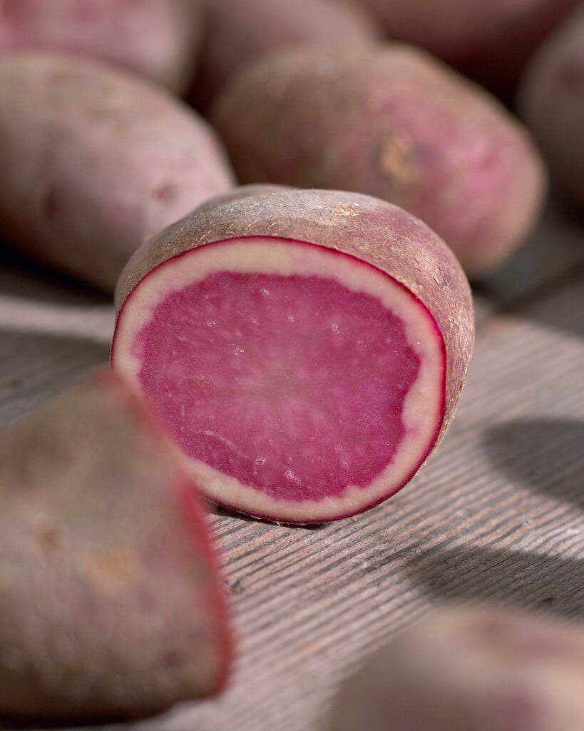 potato 'Highland Burgundy Red'