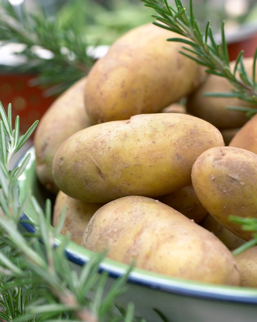 potato 'Charlotte'