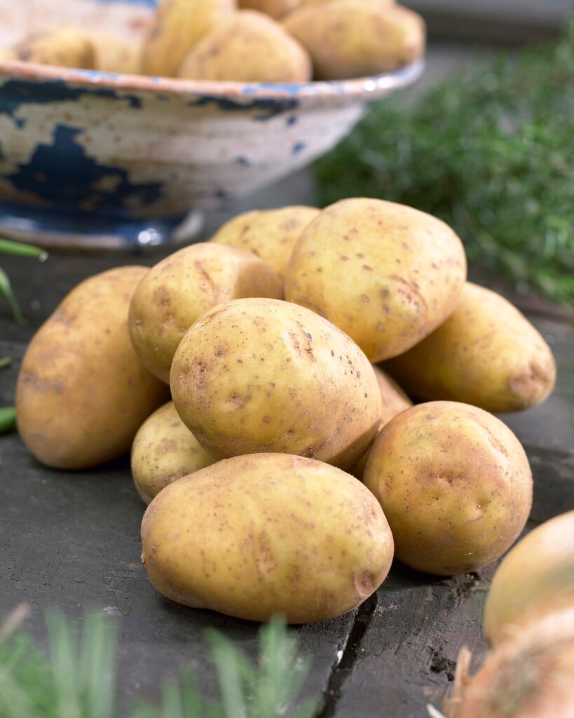 potato 'Duke of York'