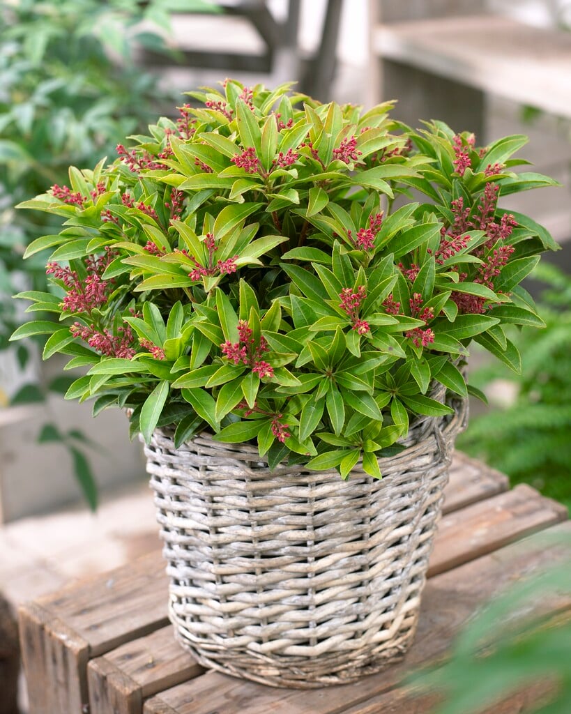 pieris 'Cupido'