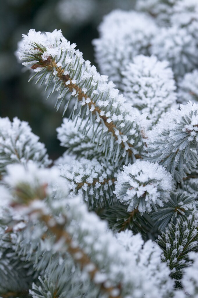<i>Picea</i> <i>glauca</i> 'Blue Planet'