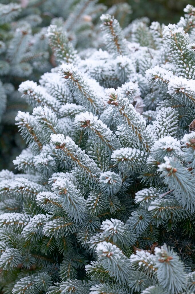 <i>Picea</i> <i>glauca</i> 'Blue Planet'
