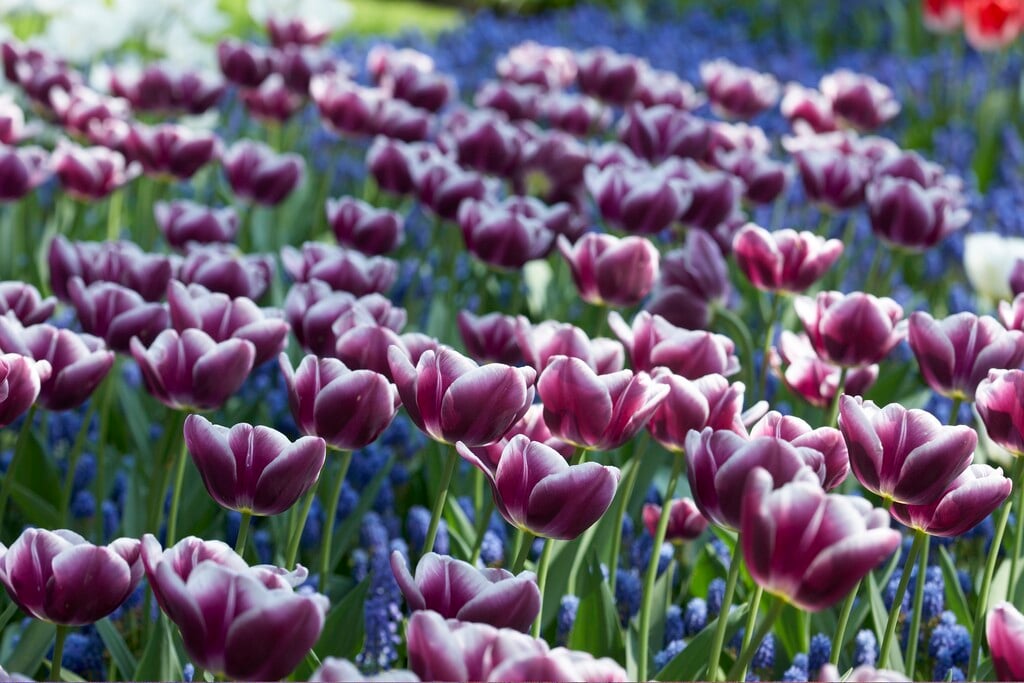 tulip 'Arabian Mystery'