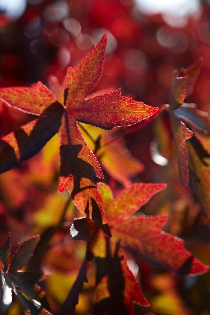 sweet gum 'Andrew Hewson'
