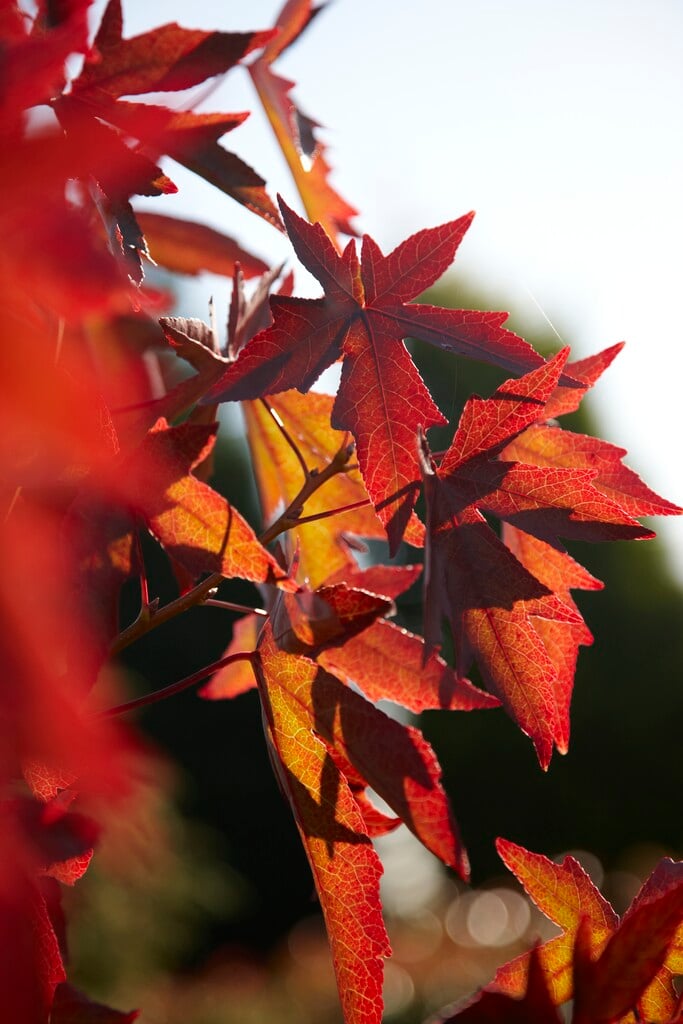 sweet gum 'Andrew Hewson'