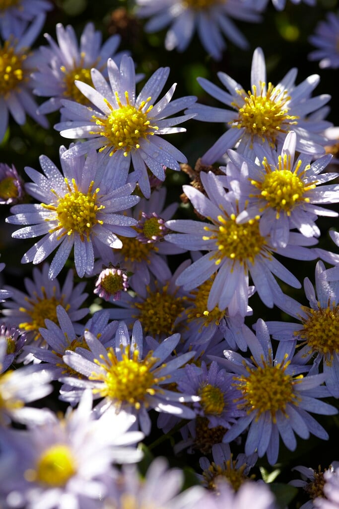 <em>Aster</em> <em>ageratoides</em> 'Stardust'