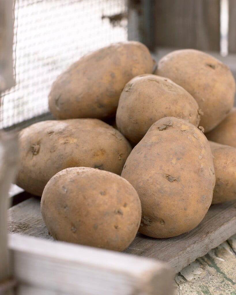 potato 'Nicola'