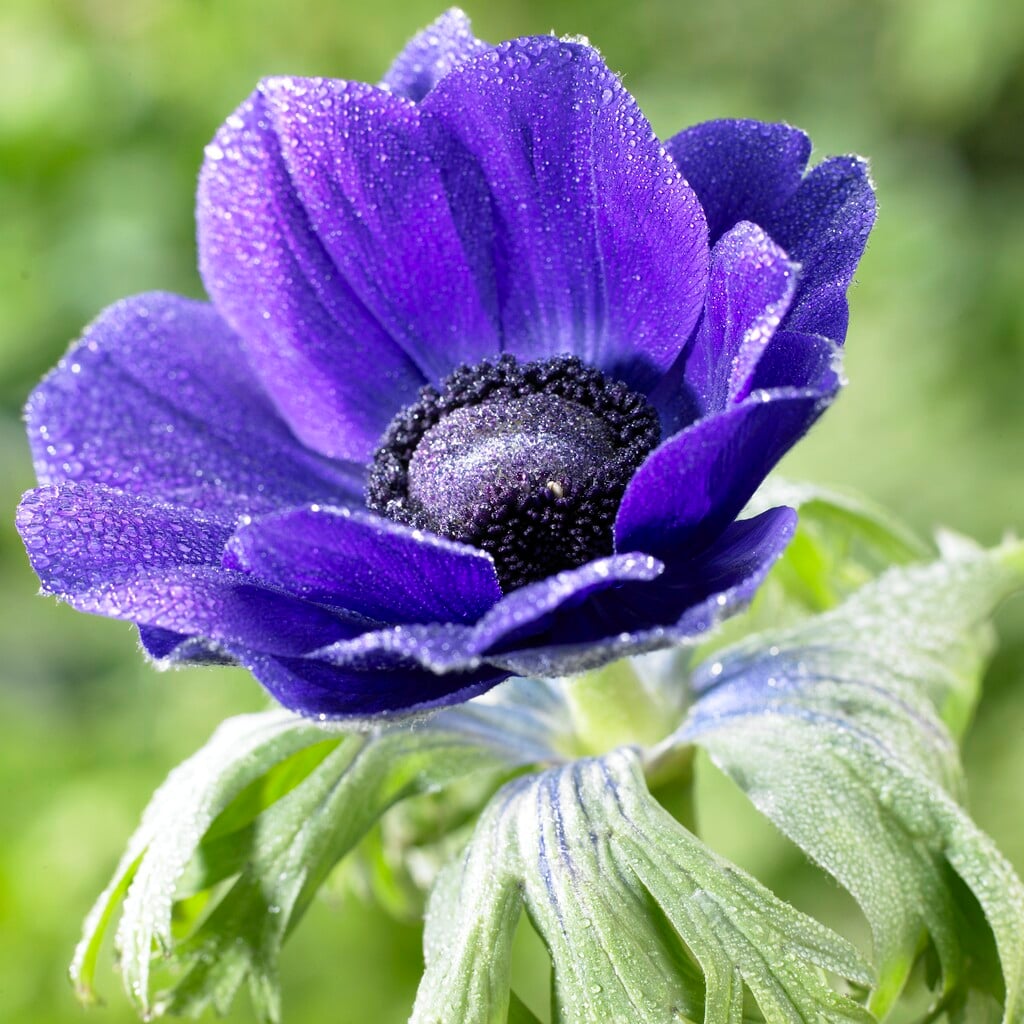garden anemone 'Mister Fokker'