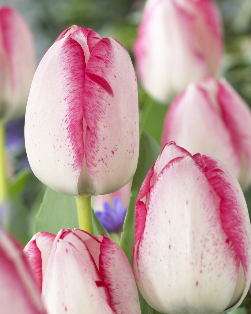 tulip 'Playgirl'