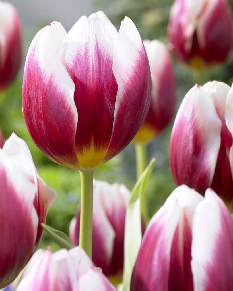 tulip 'Pole Position'