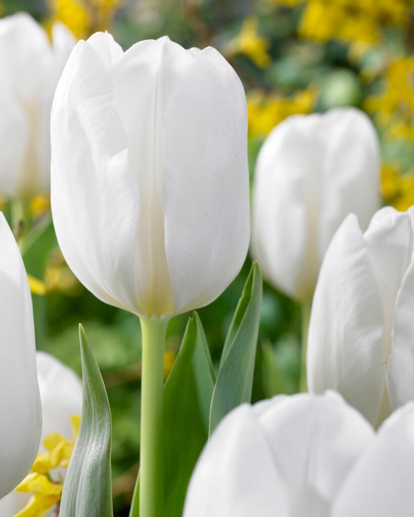 tulip 'Darwisnow'