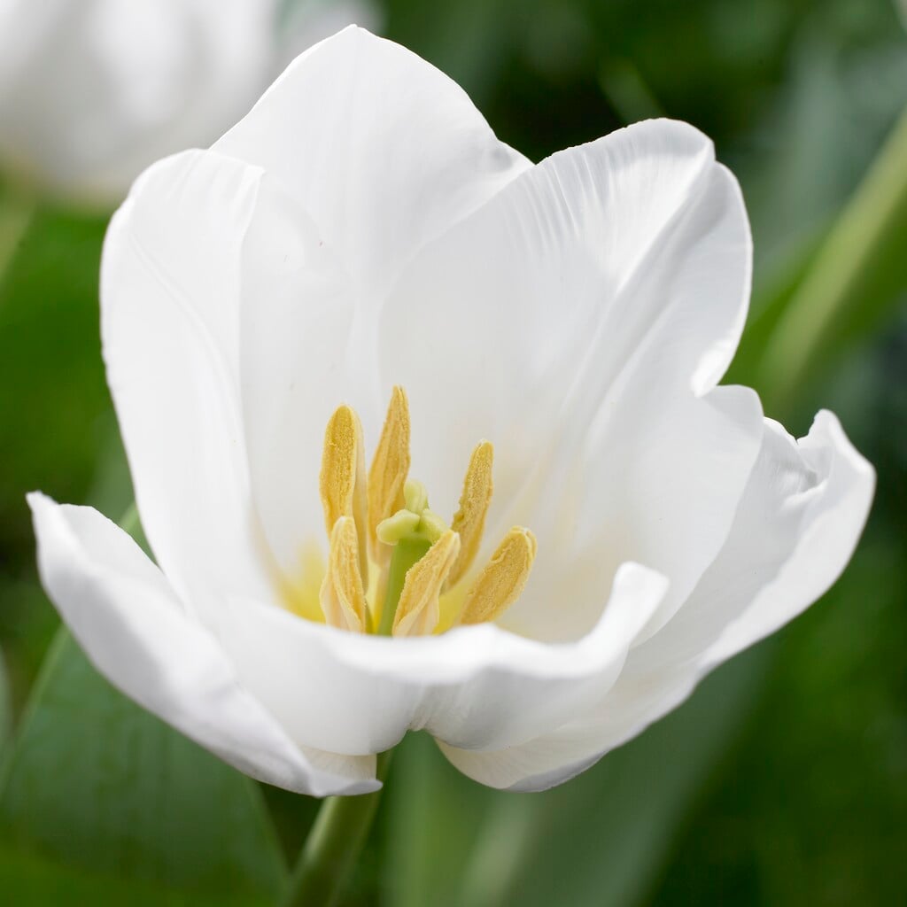 tulip 'Darwisnow'