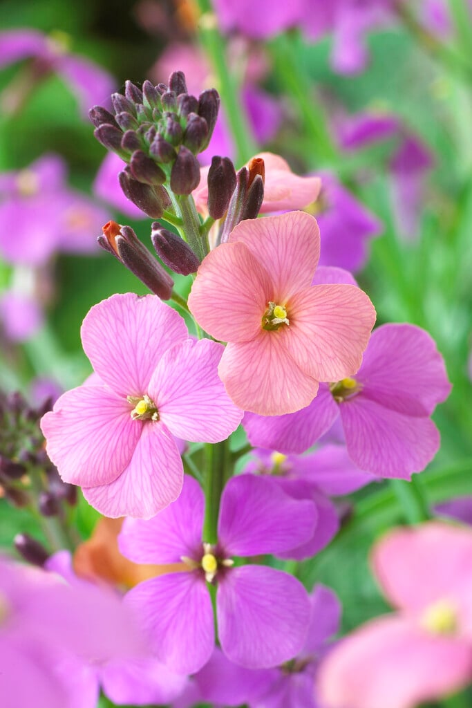 <em>Erysimum</em> 'Jenny Brook'<sup>PBR</sup>