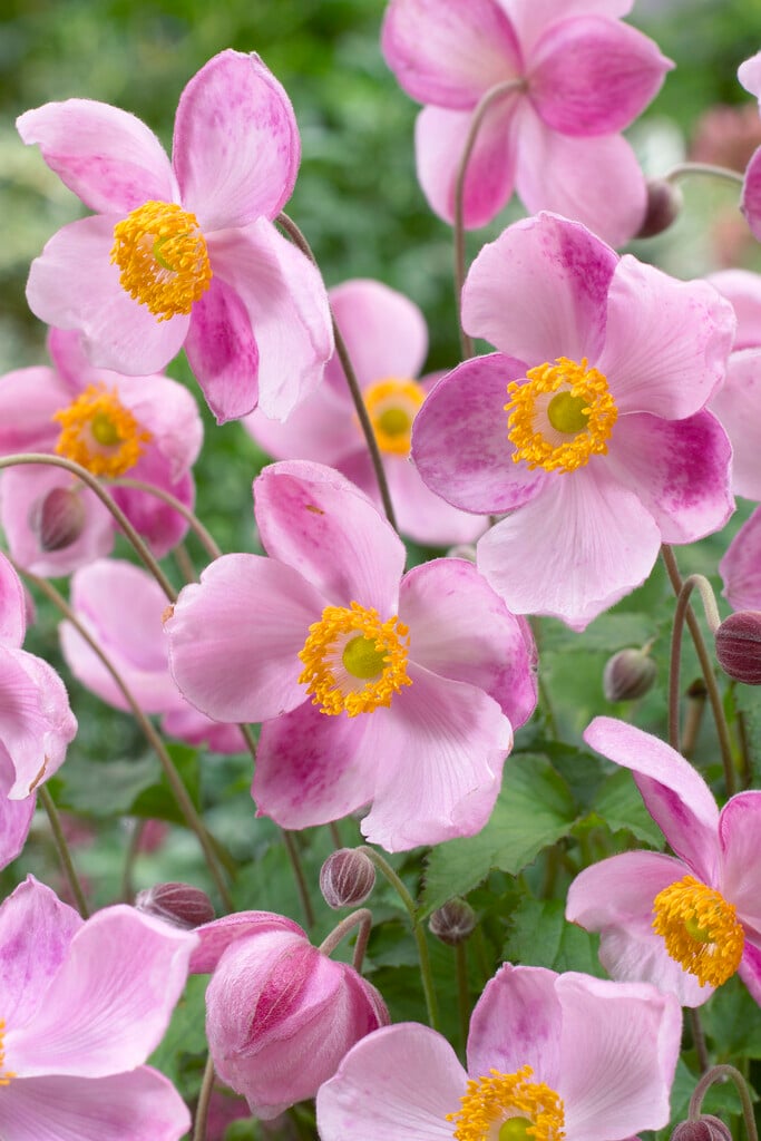 Japanese anemone 'Little Princess'