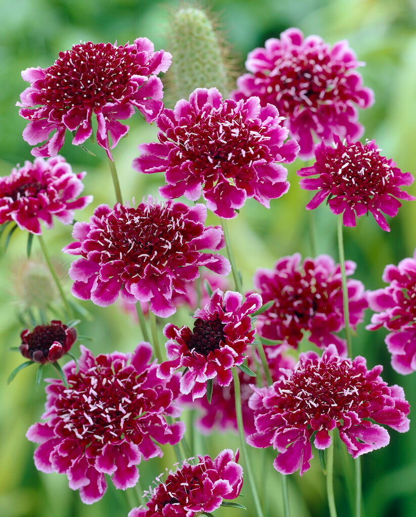 <i>Scabiosa</i> [<span style="font-variant: small-caps;">Burgundy Bonnets</span>] ('Scabon')