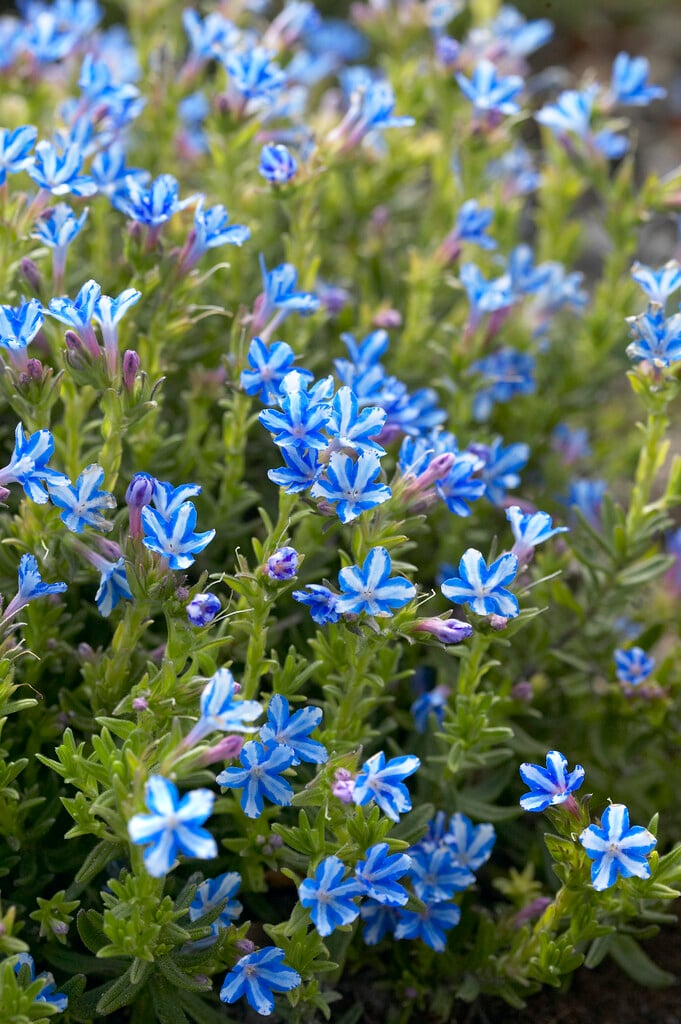 purple gromwell 'White Star'