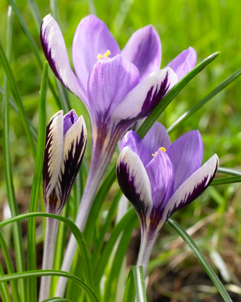 pygmy crocus 'Spring Beauty'