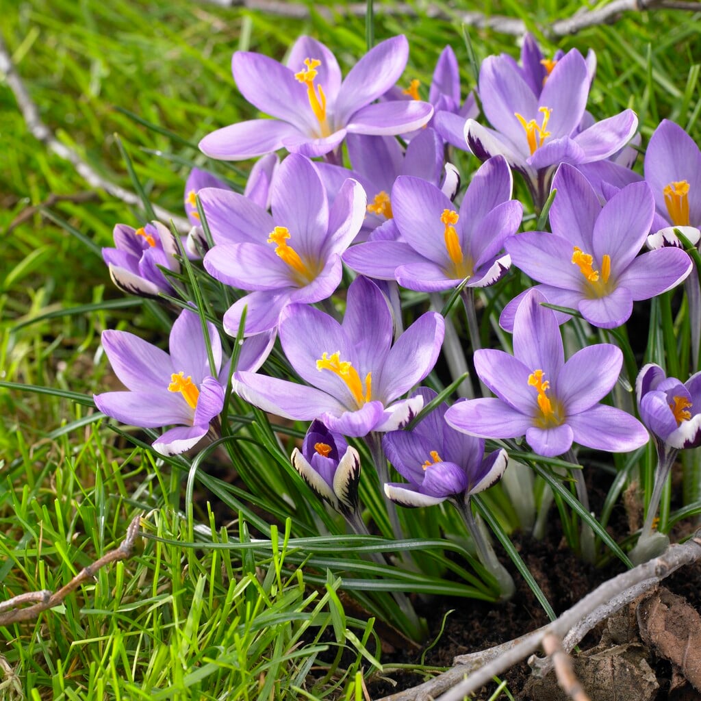pygmy crocus 'Spring Beauty'