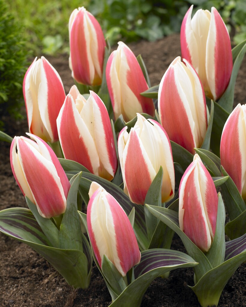 tulip 'Authority'