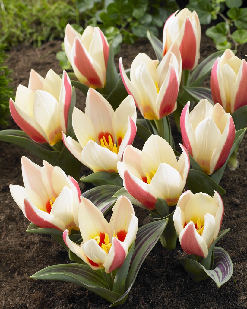 tulip 'Authority'