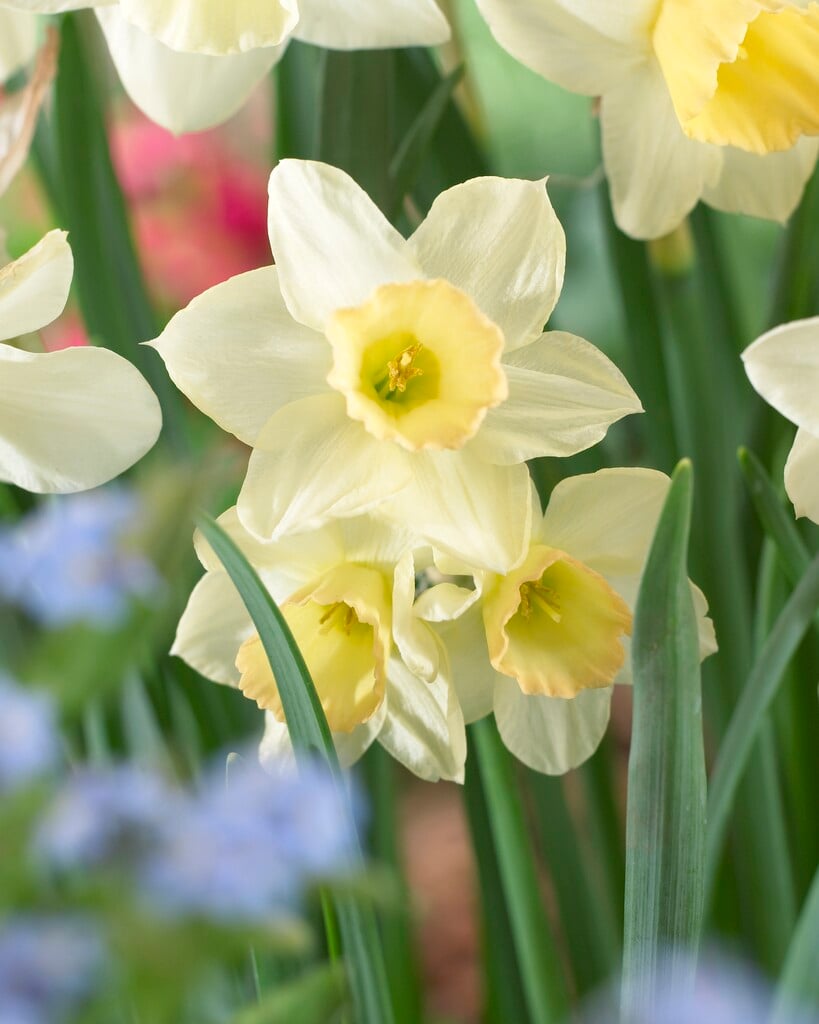 daffodil 'Waterperry'
