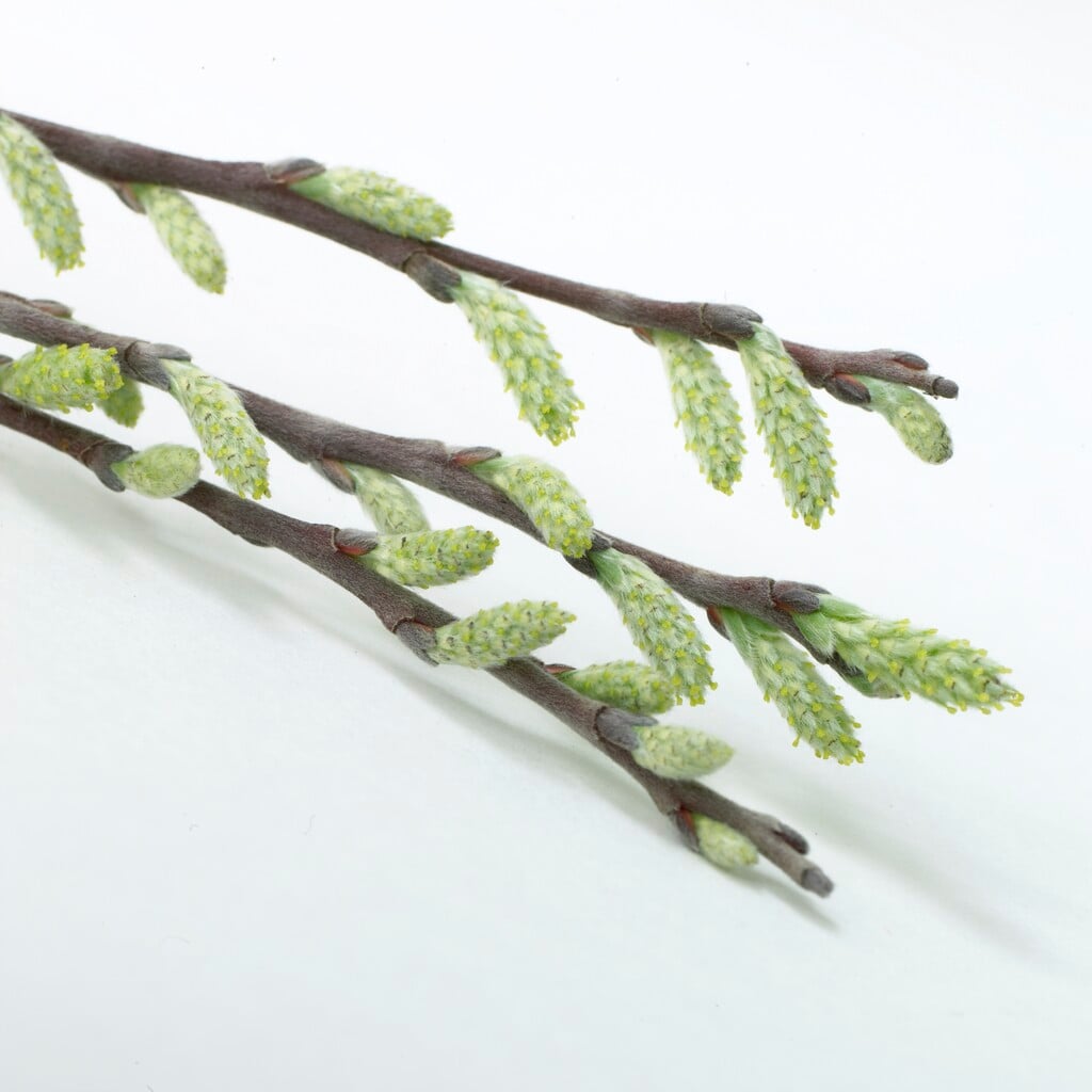 <em>Salix</em> <em>repens</em> 'Voorthuizen' (f)