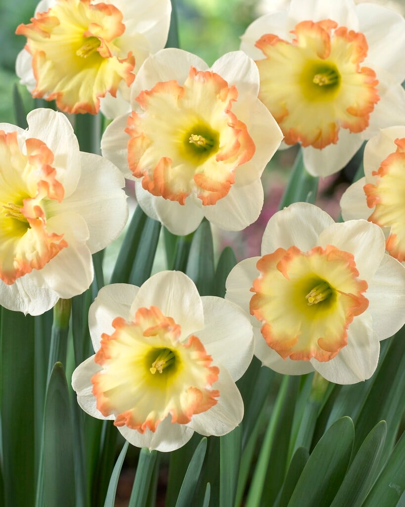 daffodil 'Romy'