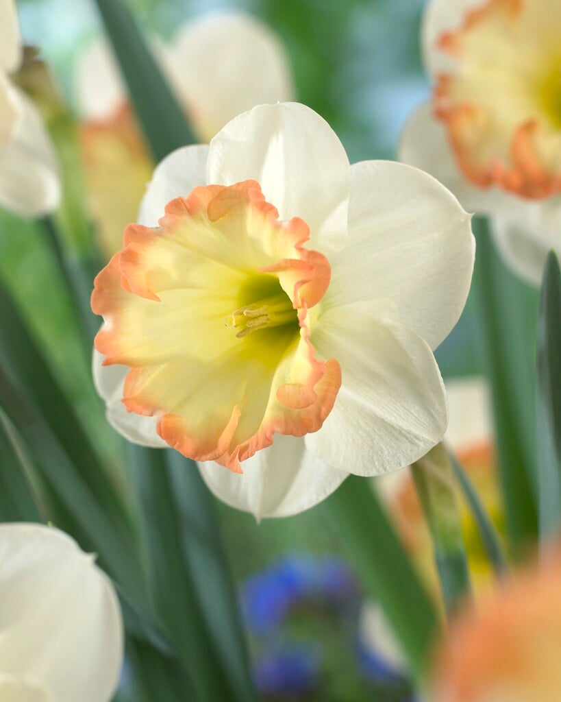 daffodil 'Romy'