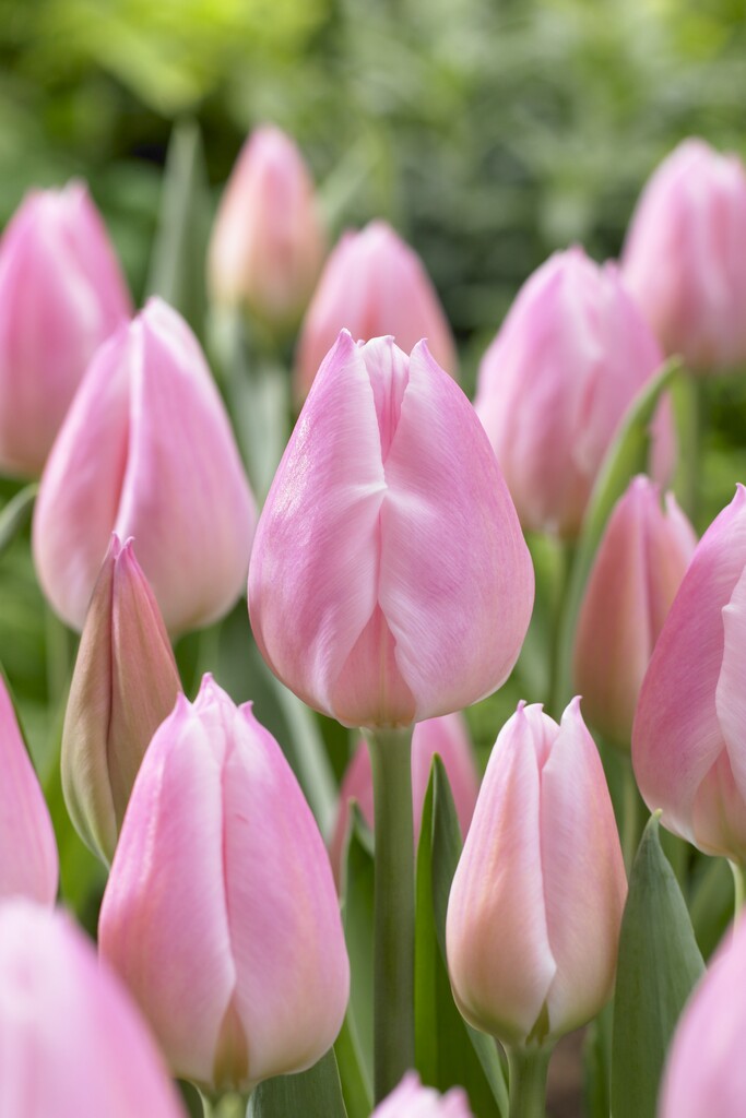 <i>Tulipa</i> 'Christmas Pearl' (1)