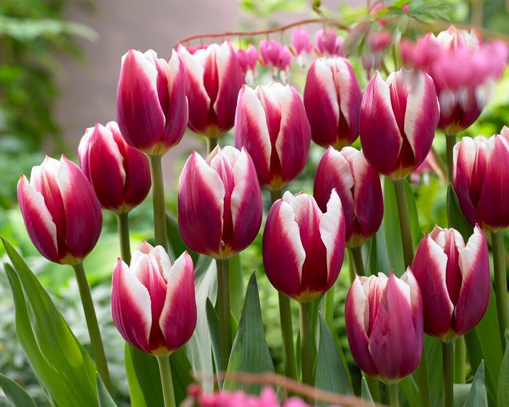 tulip 'Pole Position'