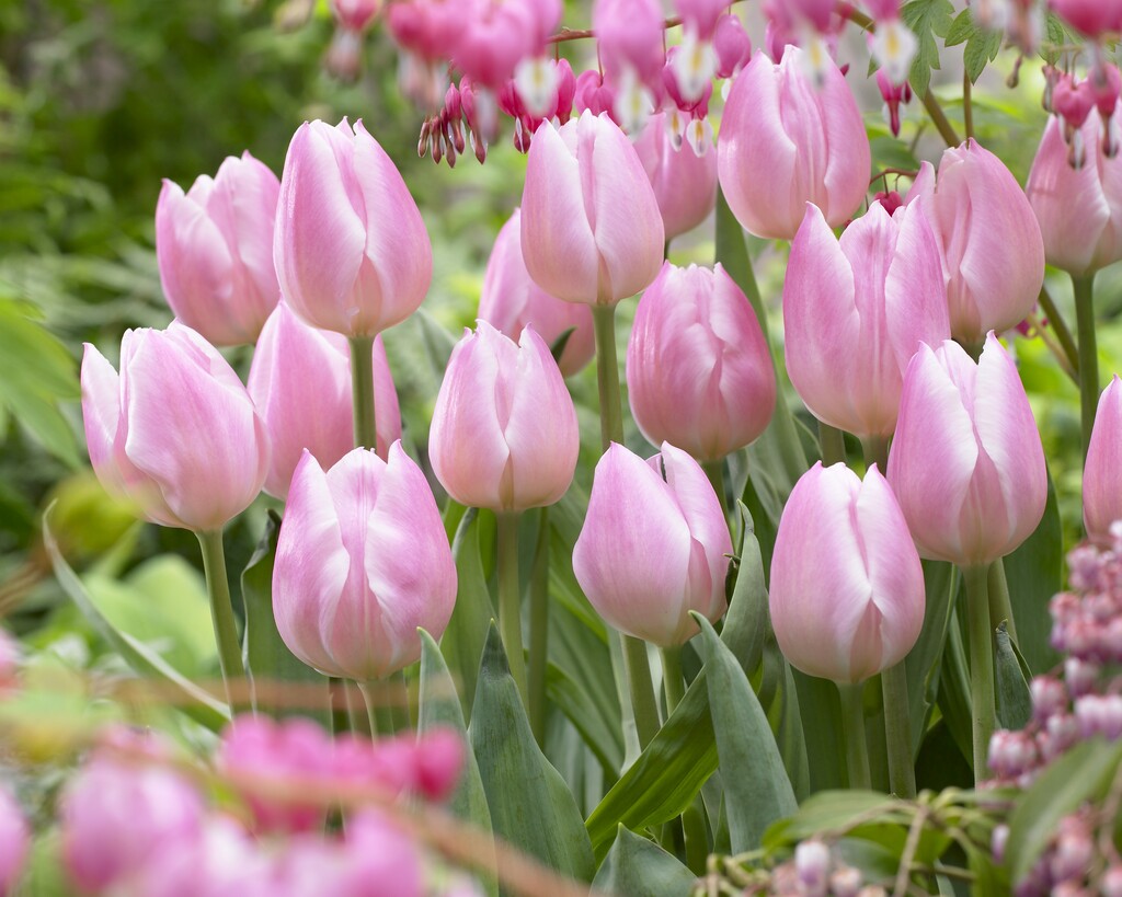 <i>Tulipa</i> 'Christmas Pearl' (1)