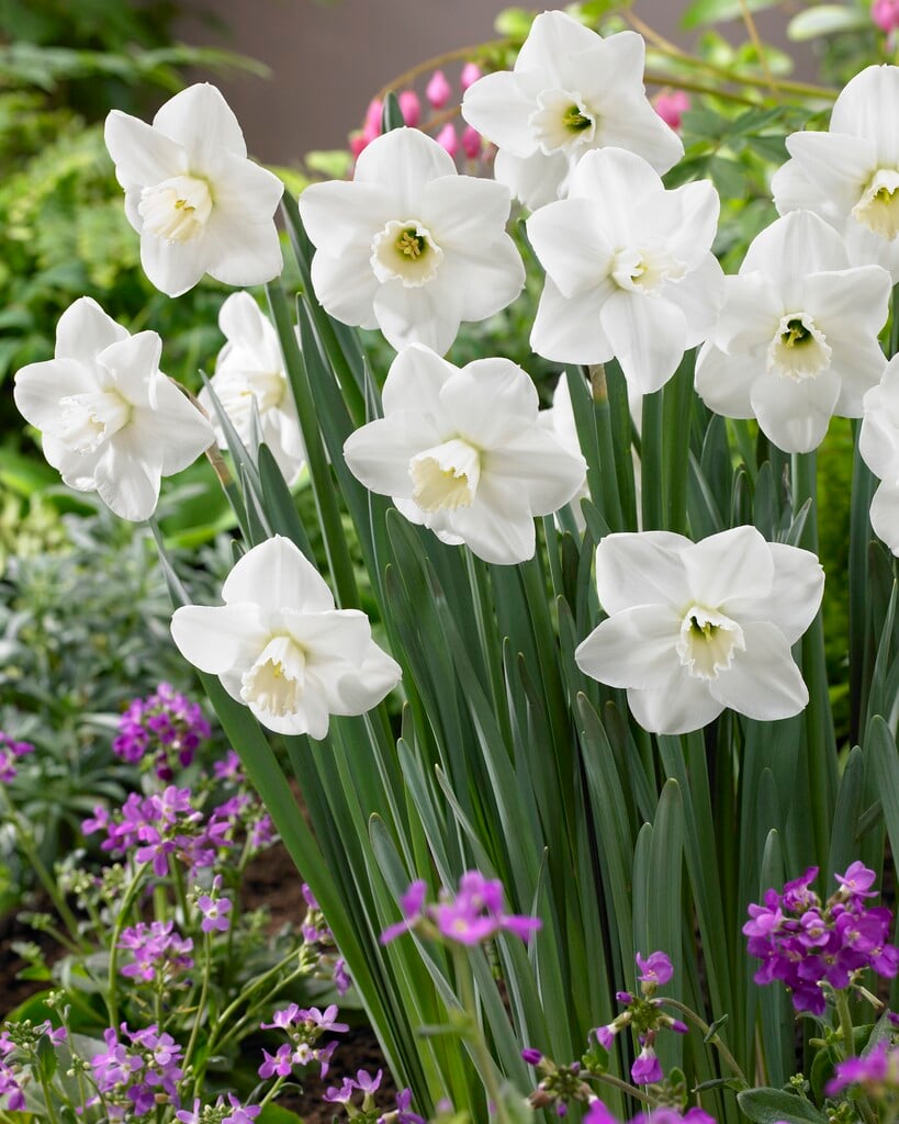 daffodil 'Misty Glen'