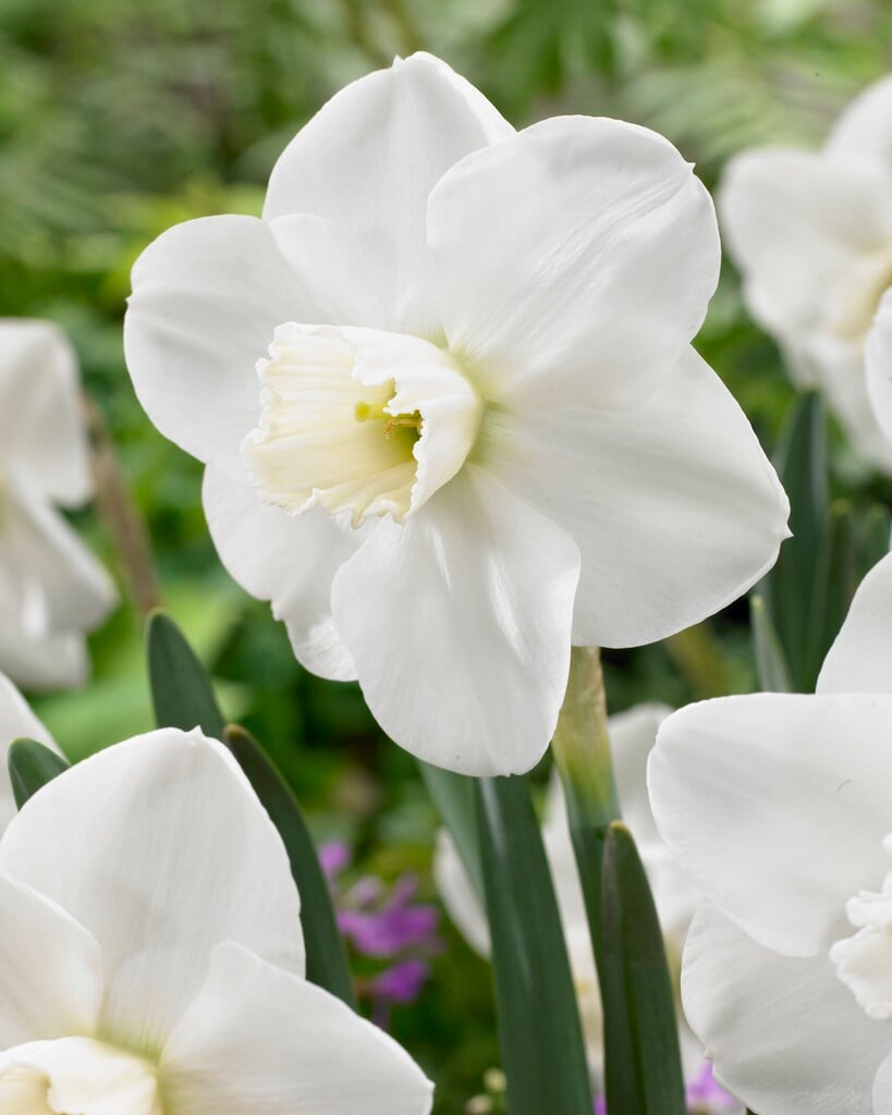 daffodil 'Misty Glen'