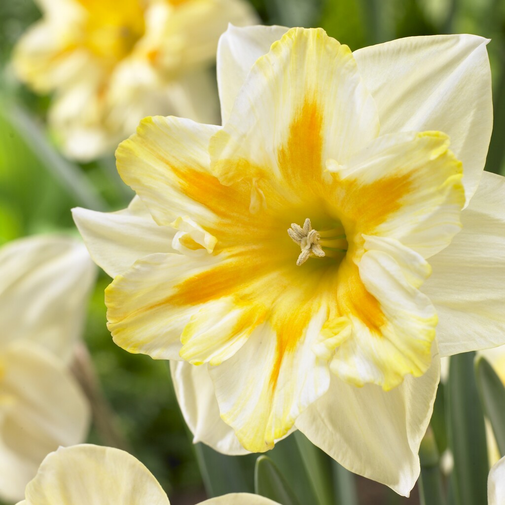 daffodil 'Nicole'