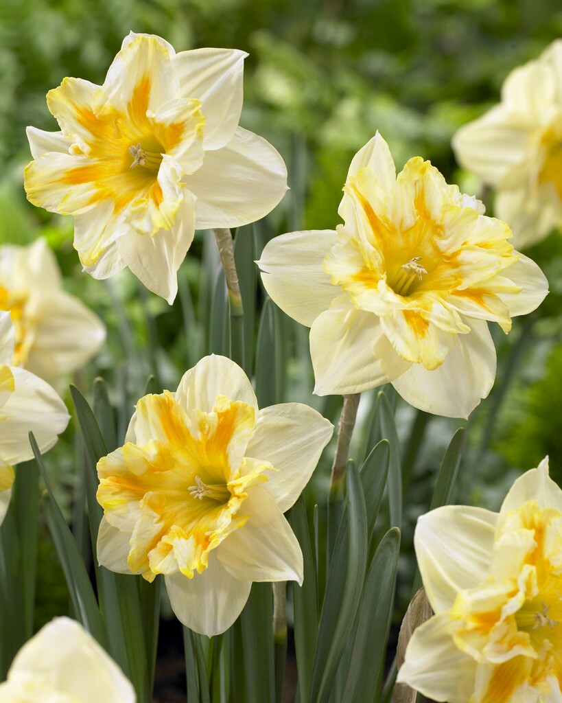 daffodil 'Nicole'